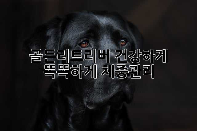 골든리트리버 건강하게 똑똑하게 체중관리